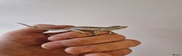 Chameleon reptiles for sale: Baby jackson Chameleons 5 Males left - Advert 3