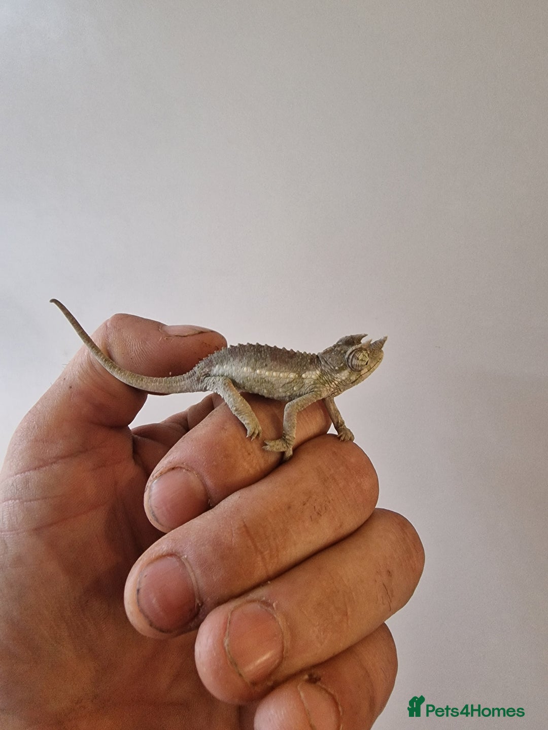 Chameleon reptiles for sale: Baby jackson Chameleons 5 Males left - Advert 3