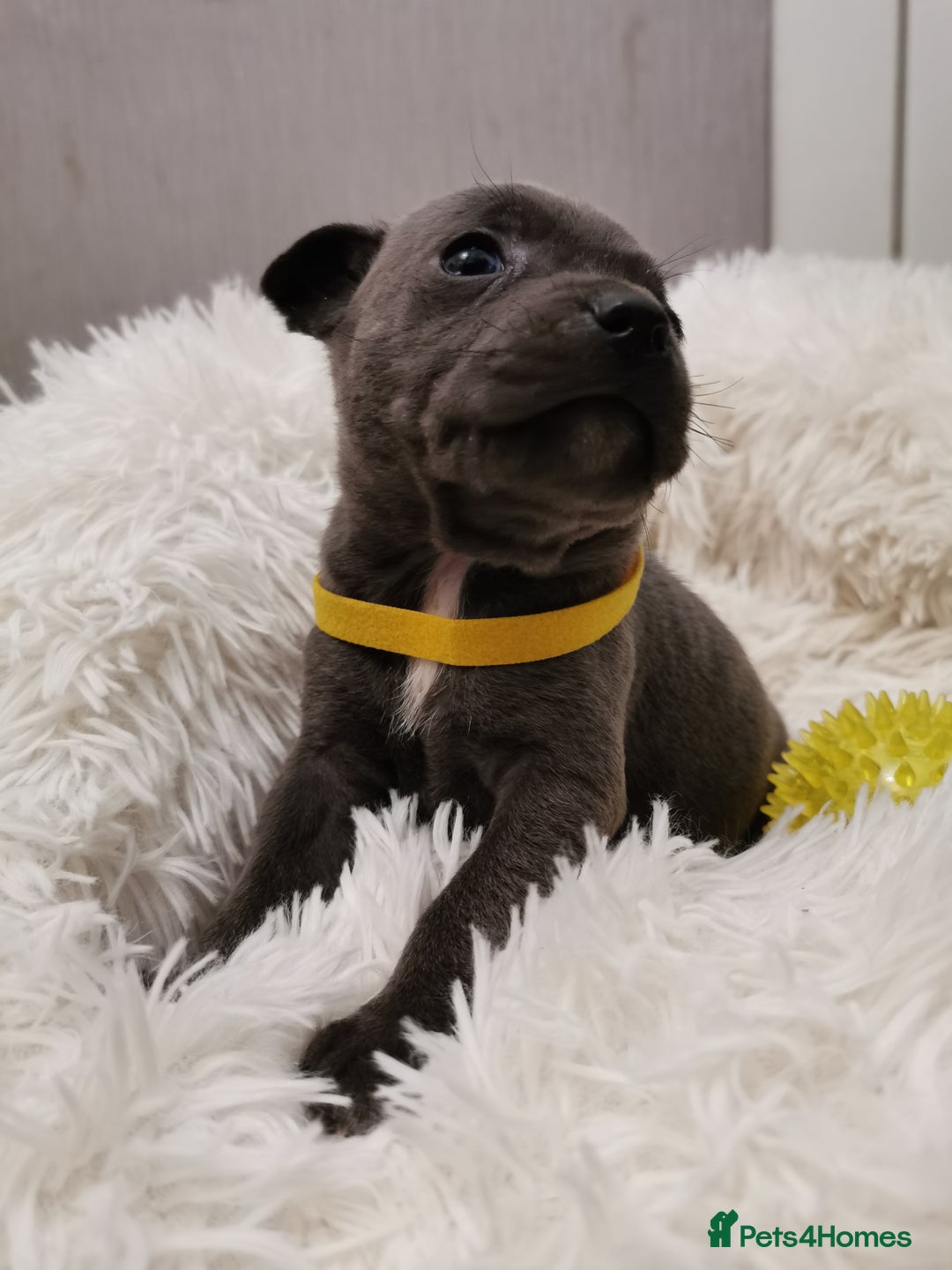Staffordshire Bull Terrier dogs for sale: Staffordshire Bull Terrier puppies for sale  - Advert 13