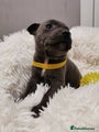 Staffordshire Bull Terrier Puppy yellow