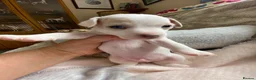 Jack Russell dogs for sale: Much Wenlock Rare Colour Jack Russell Pups Merle - Advert 24
