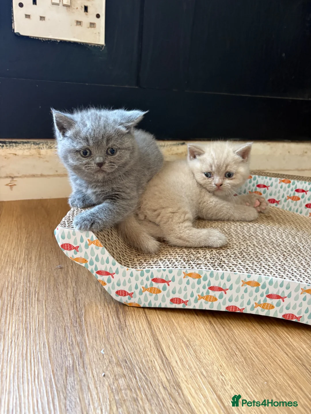 British Shorthair cats for sale: Beautiful British shorthair  - Advert 7