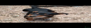 Australian Kelpie 5