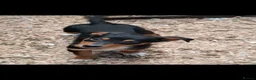 Australian Kelpie dogs for sale: Beautiful kelpie puppies for sale - Advert 3