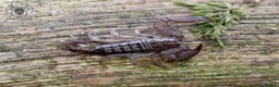 Mixed Breed invertebrates for sale: Blue Centipede, Pygmy Scorpion, Big Tooth Spider - Advert 4