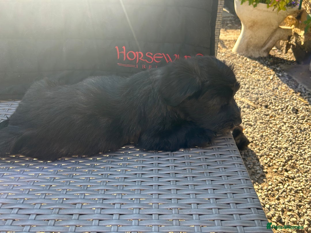 Skye Terrier dogs for sale: Gorgeous gamekeeper bred chunky Skye terrier pups  - Image 6