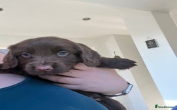 Cocker Spaniel dogs for sale: Cocker spaniels  in Denbigh - Advert 2