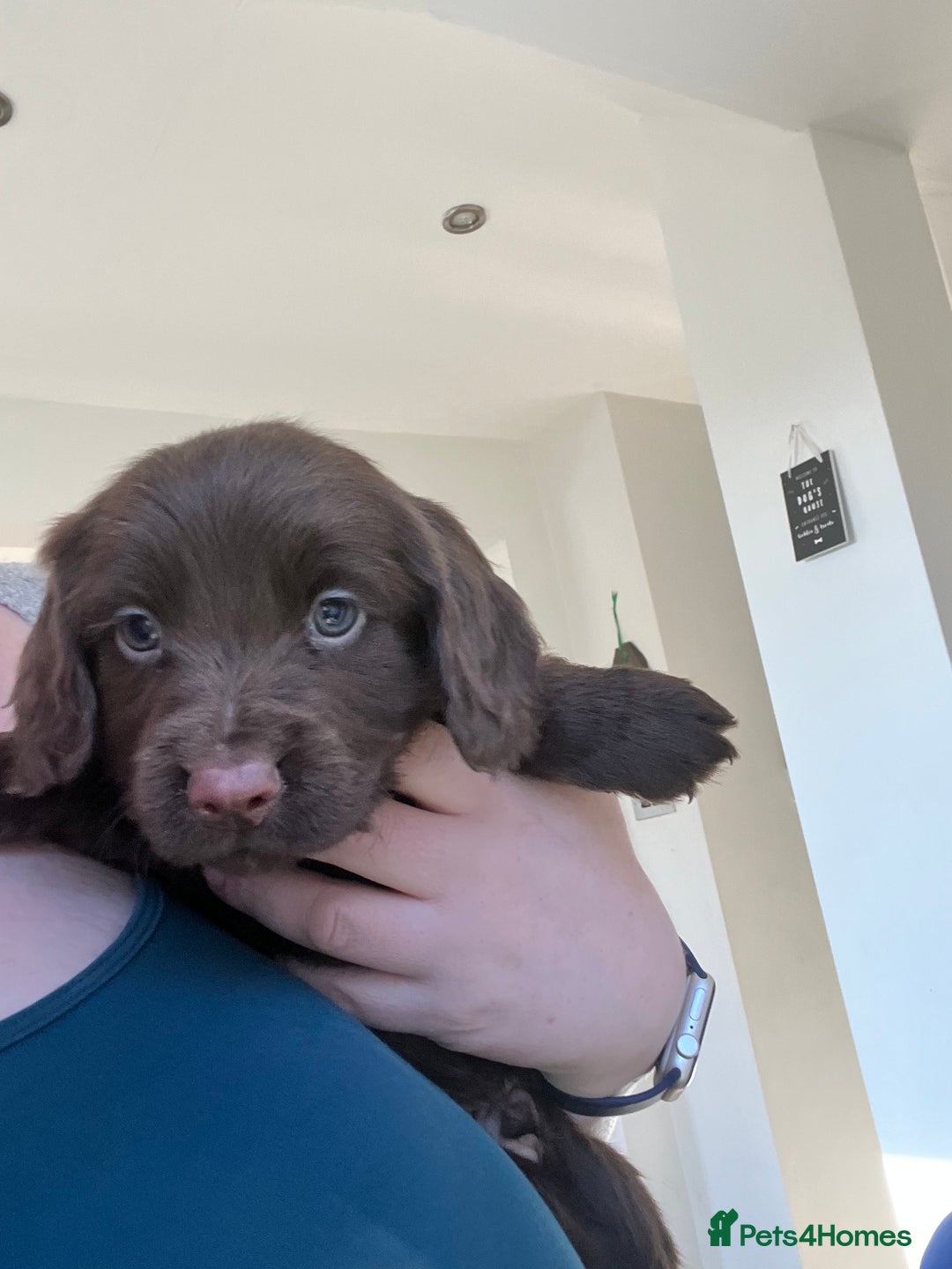 Cocker Spaniel dogs for sale: Cocker spaniels  in Denbigh - Advert 2