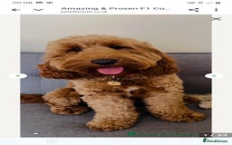 Cockapoo dogs for sale: F2 Cockapoo - Image 9