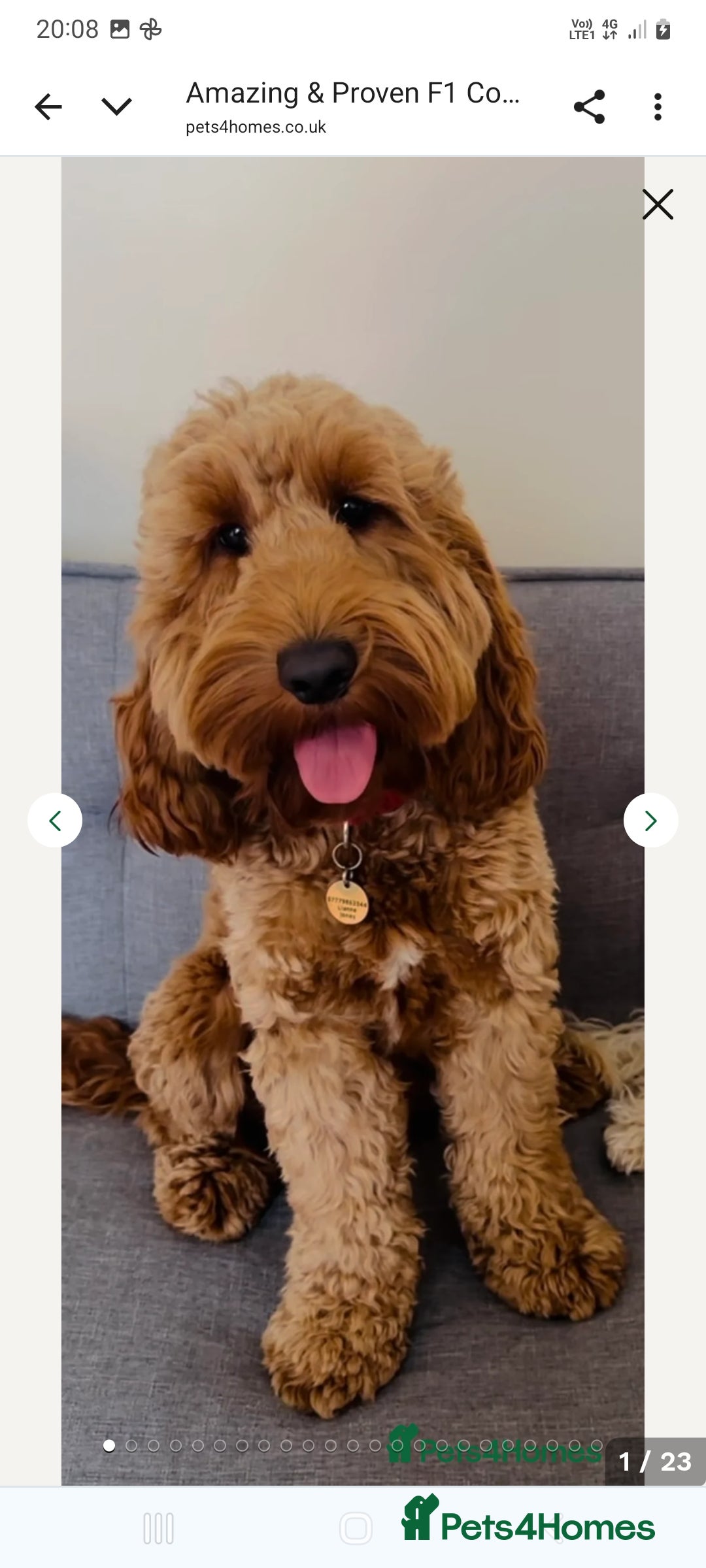 Cockapoo dogs for sale: F2 Cockapoo - Image 9