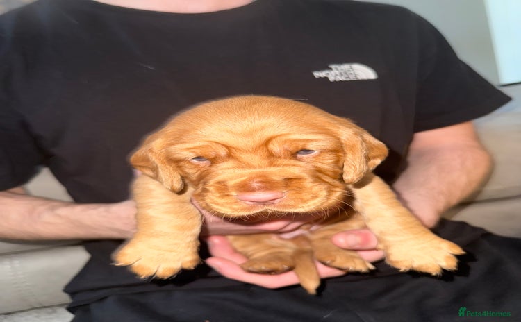 Cockerdor dogs FOX RED COCKERDOR PUPS  - Advert 3