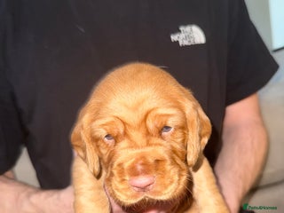 Cockerdor dogs FOX RED COCKERDOR PUPS - Advert 4