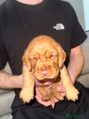 Cockerdor dogs FOX RED COCKERDOR PUPS - Advert 3