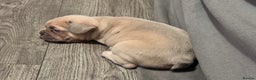 French Bulldog dogs for sale: 2 beautiful Frenchie puppies  - Advert 12
