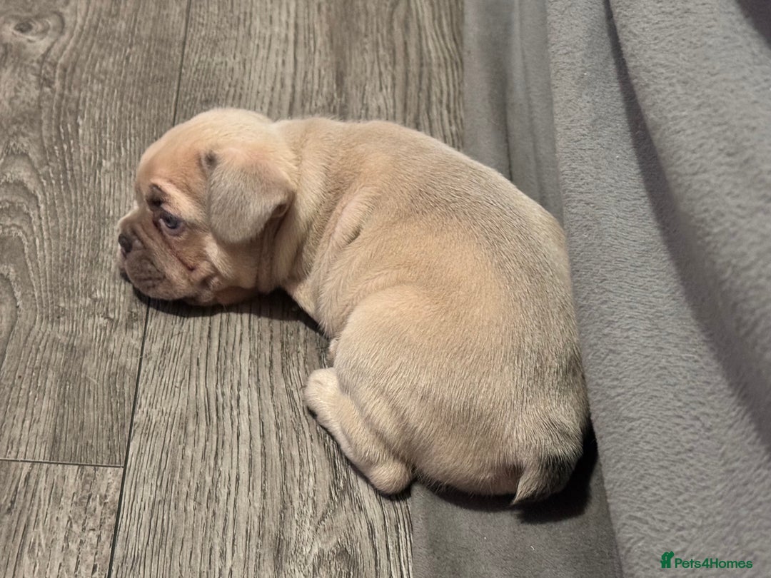 French Bulldog dogs for sale: 2 beautiful Frenchie puppies  - Advert 12