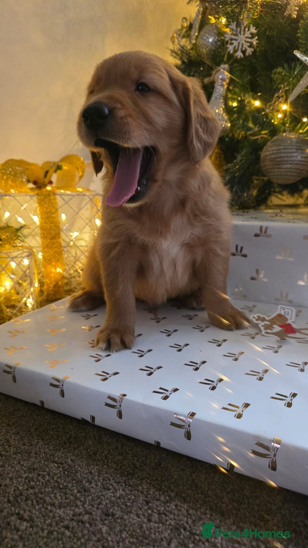 Golden Retriever dogs for sale: Dark Working Golden Retriever puppies - Advert 17