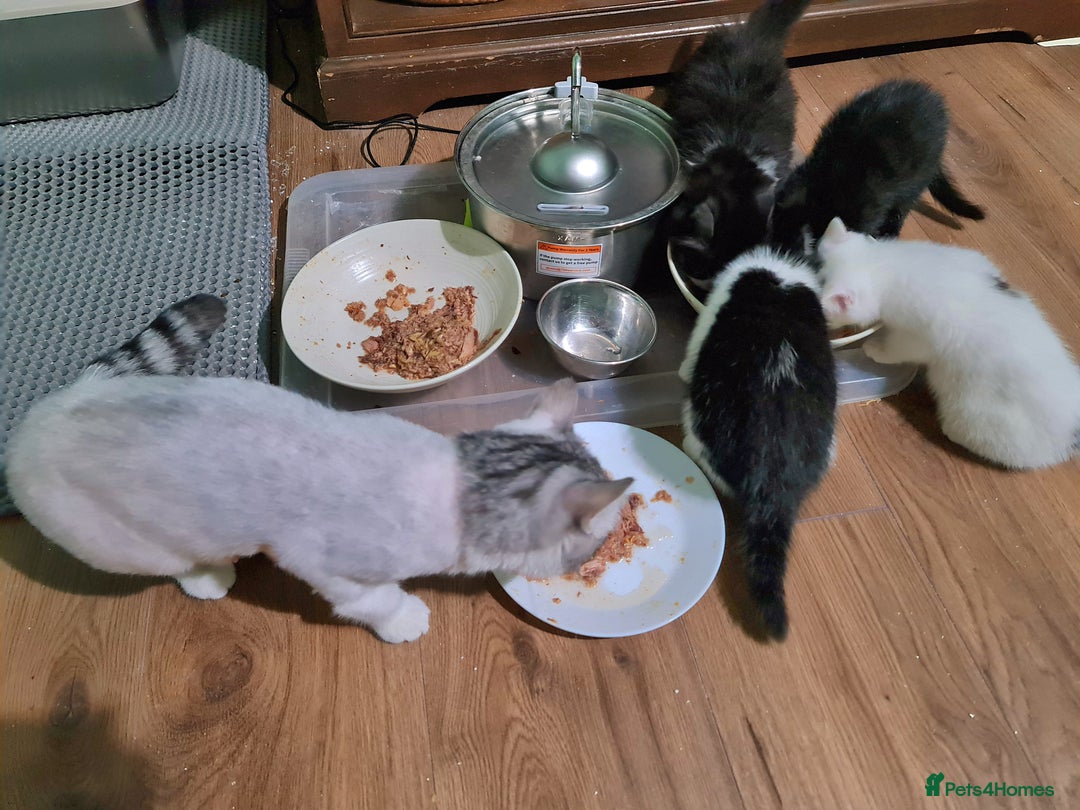 Mixed Breed cats for sale: 4 female kittens - Image 13