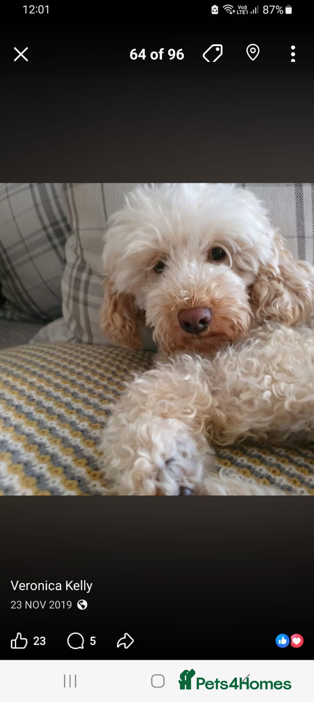 Sproodle dogs for sale: STUNNING SHOW SPRINGAPOO PUPPIES FOR SALE  - Advert 8