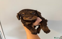 Cockapoo dogs for sale: Merle, Tri& Chocolate f2 Cockapoos (8boys 3girls!) - Image 5