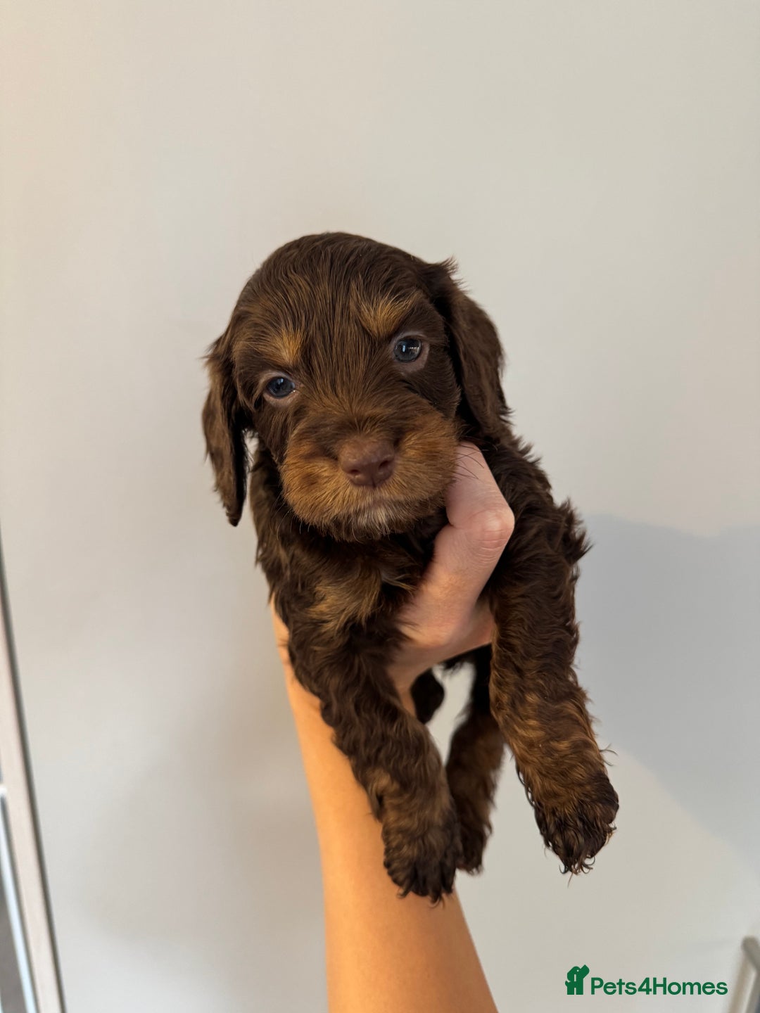 Cockapoo dogs for sale: Merle, Tri& Chocolate f2 Cockapoos (8boys 3girls!) - Image 5