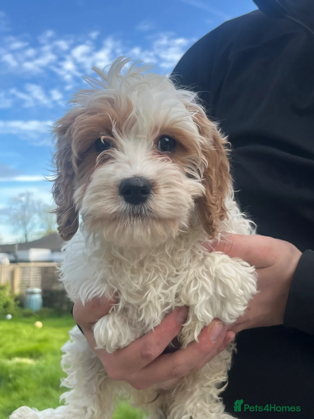 Cavapoo dogs for sale: Stunning cavapoo pups  in Chelmsford - Advert 5