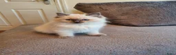 Ragdoll cats for sale: 🐈💕Gorgeous GCCF Blue Point Kittens💕🐈 in Preston - Advert 15