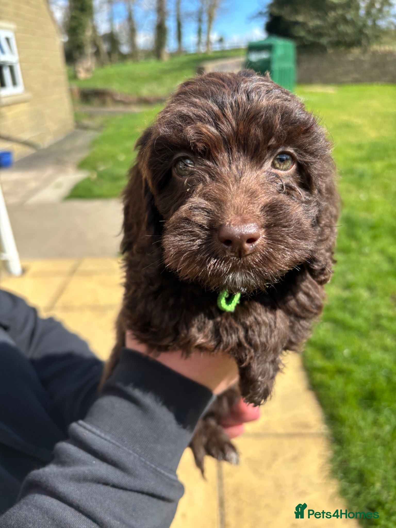 Cockapoo dogs READY TO LEAVE Beautiful Chocolate cockapoos  - Advert 2