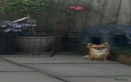 Chihuahua dogs for sale: KC Registered L/C Chihuahuas - Image 10
