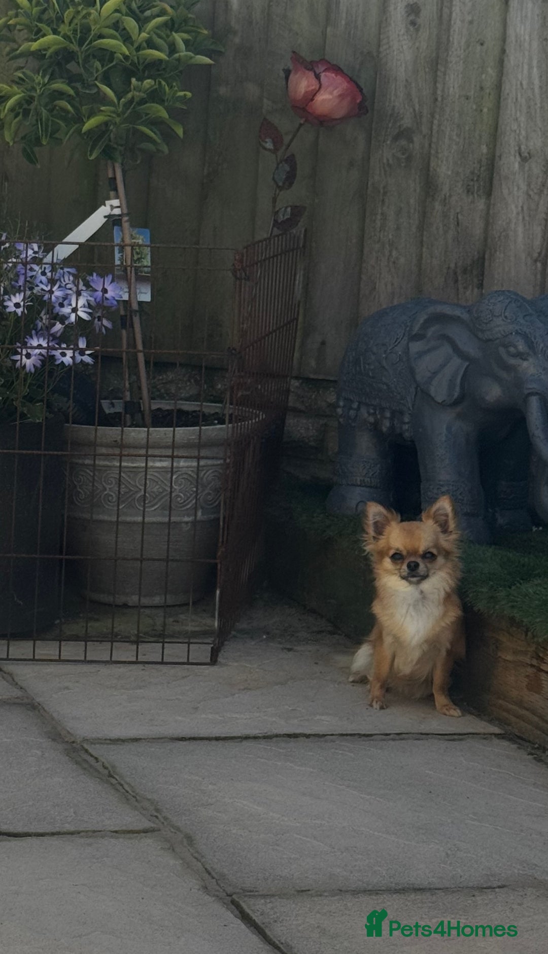 Chihuahua dogs for sale: KC Registered L/C Chihuahuas - Image 10