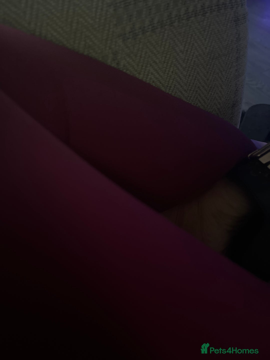 Dachshund dogs for sale: 1 year old male daschund  - Image 1