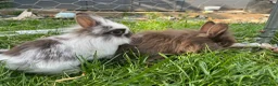 Lionhead rabbits for sale: Lionhead rabbits with starter pack in Ripley - Advert 6
