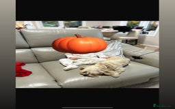 Maltipoo dogs for sale: Maltichon - Image 4