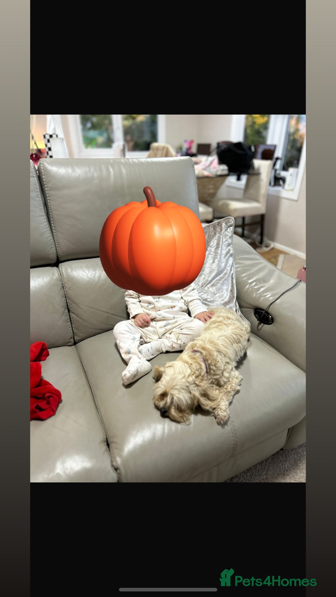 Maltipoo dogs for sale: Maltichon - Image 4