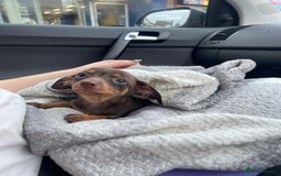 Mixed Breed dogs for sale: chiweenie pup for sale  - Advert 5