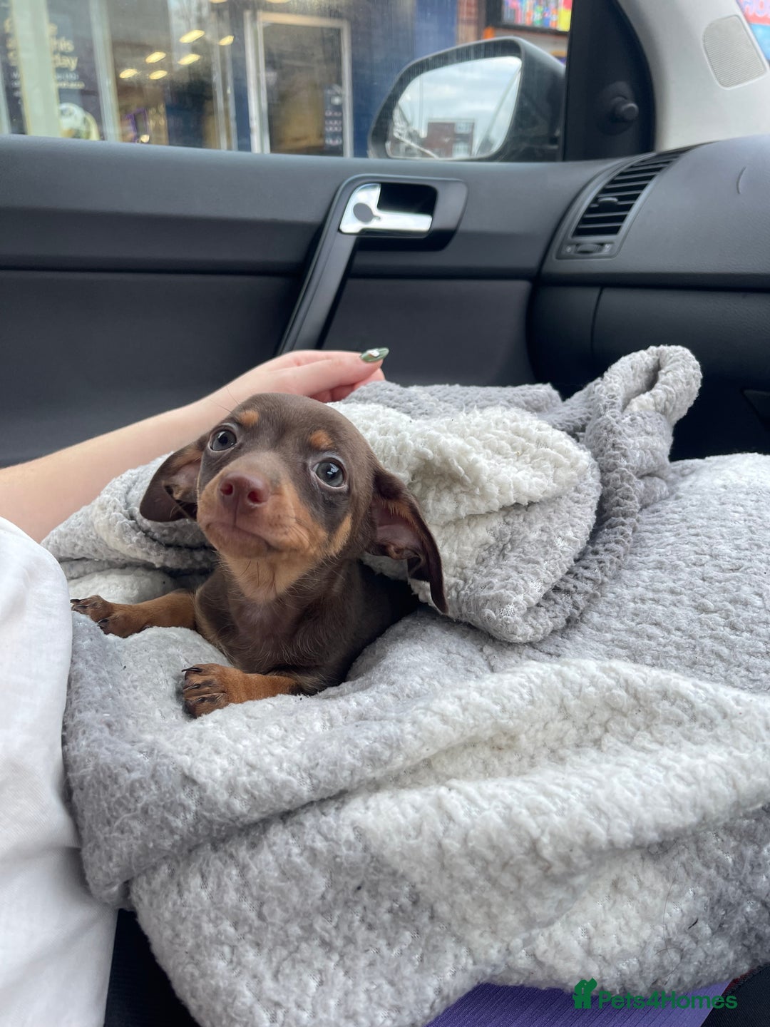 Mixed Breed dogs for sale: chiweenie pup for sale  - Advert 5