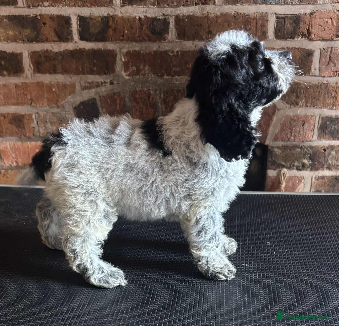 Cockapoo dogs for sale: Beautiful Cockapoo Puppies For Sale - Image 6