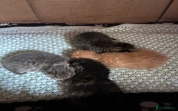 Norwegian Forest Cat cats for sale: Norwegian forest x bengal  - Image 2