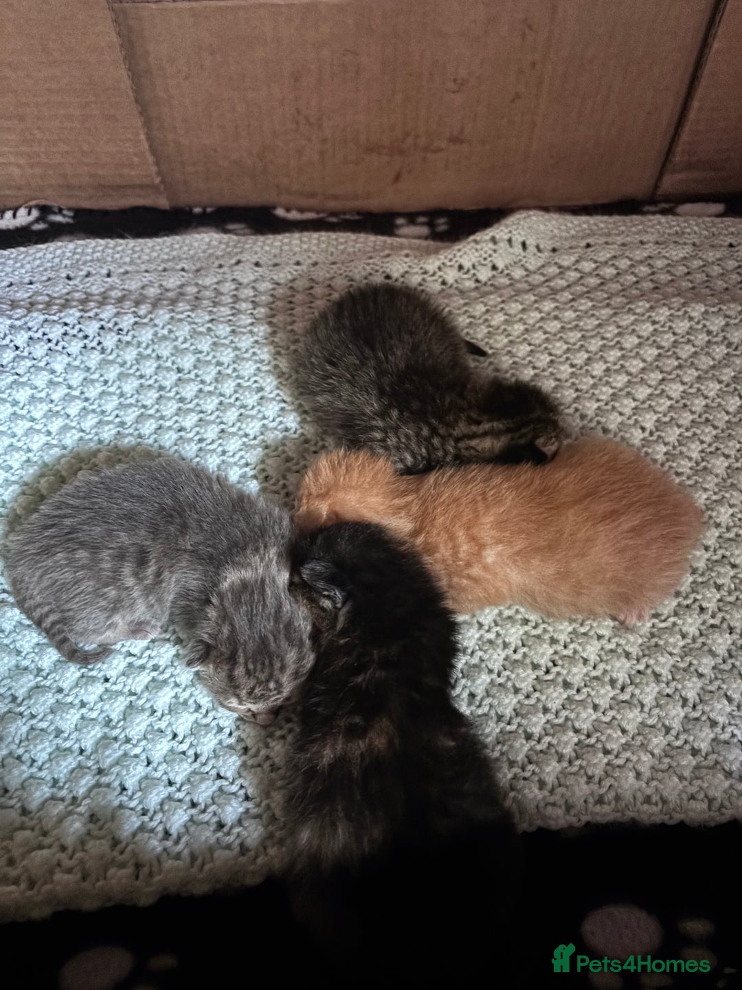 Norwegian Forest Cat cats for sale: Norwegian forest x bengal  - Image 2