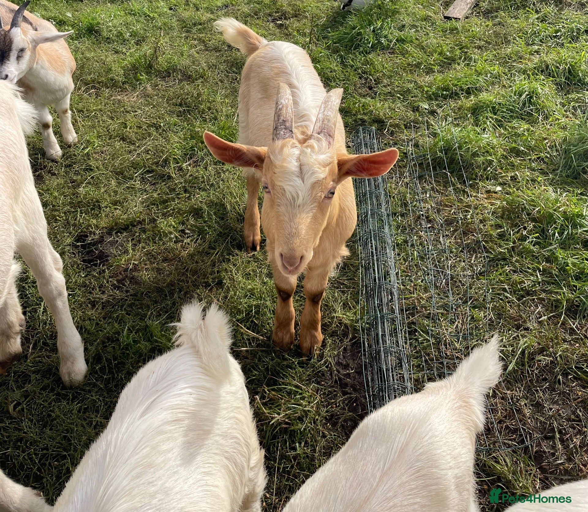 Goats livestock Male goats - Advert 1