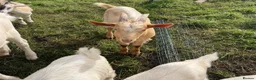 Goats livestock for sale: Male goats - Advert 1