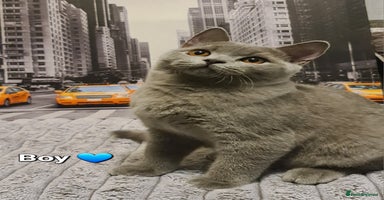 British Shorthair cats - Advert 12