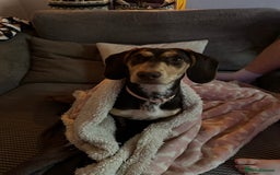 Dachshund dogs for sale: 8 month gorgeous chocolate/tri dachshund girl - Image 10