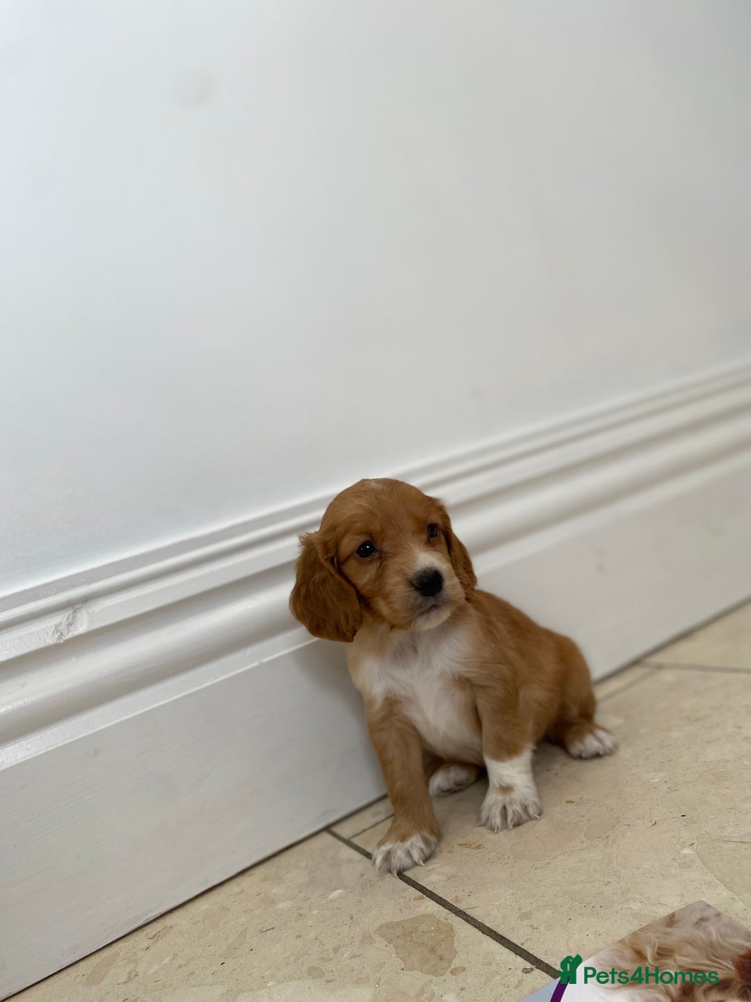 Cockapoo dogs for sale: Beautiful cockapoo - Image 3