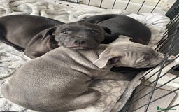 Staffordshire Bull Terrier dogs for sale: Sold  - Image 17