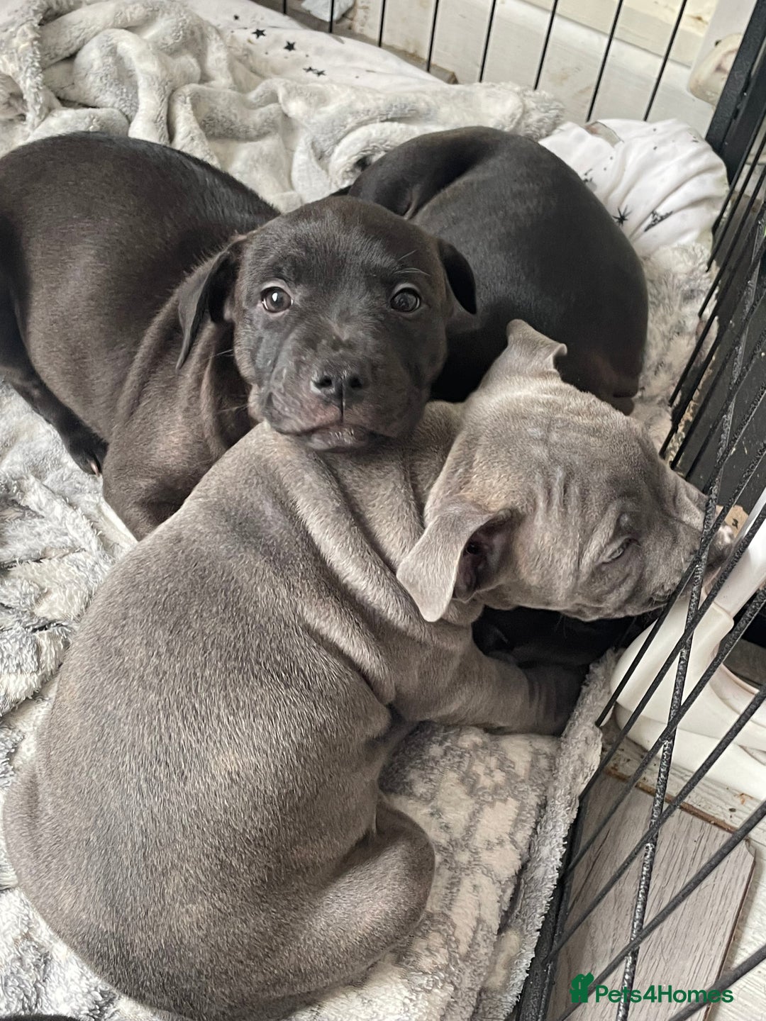 Staffordshire Bull Terrier dogs for sale: Sold  - Image 17