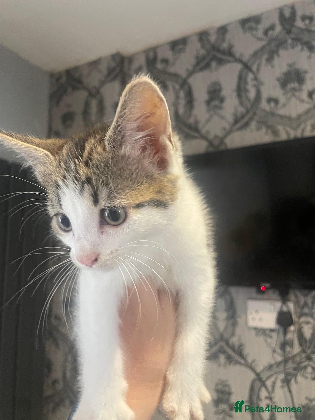 Mixed Breed cats for sale: Kittens ready for their new homes - Image 9