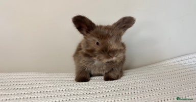 Angora rabbits - Advert 14