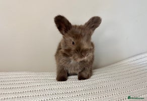 Angora rabbits - Advert 3