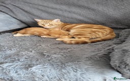 Mixed Breed cats for sale: Beautiful kittens for sale - Image 15