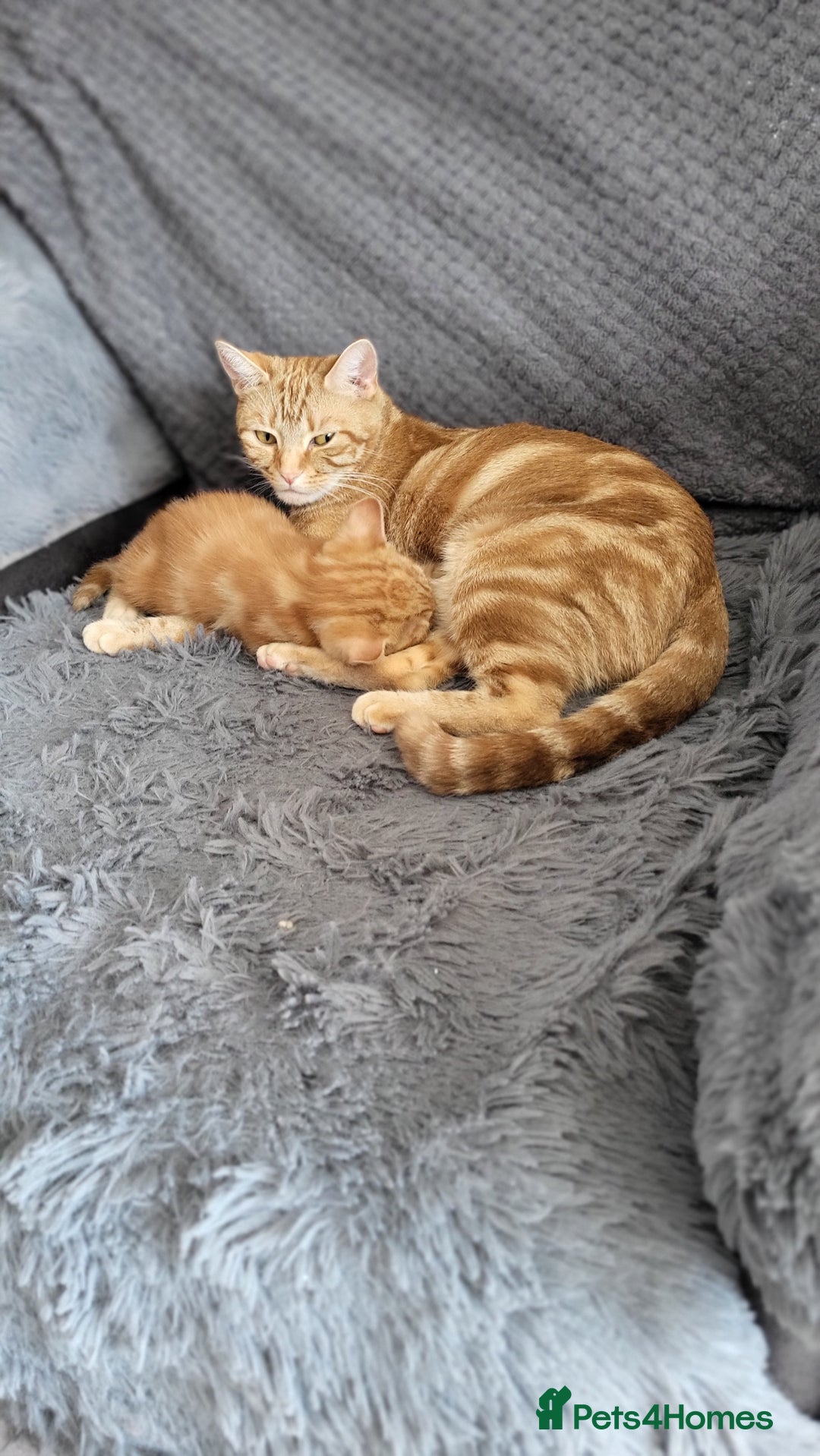 Mixed Breed cats for sale: Beautiful kittens for sale - Image 15